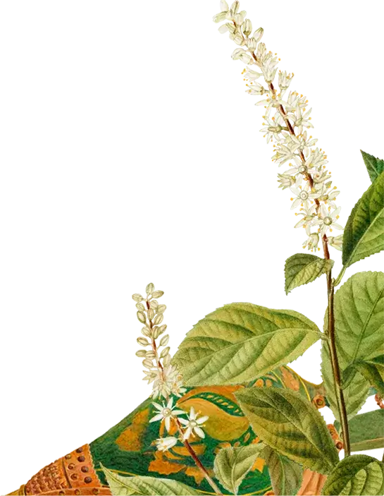 Front right decoration